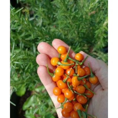 - Túi 10 trái ớt Peru Aji Charapita - Ớt Peru Aji Charapita vị cay giàu dinh dưỡng -UtNho