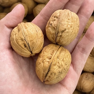 [Túi 500g] Hạt Óc Chó Chile Chandler mùa mới giòn ngọt - Walnut