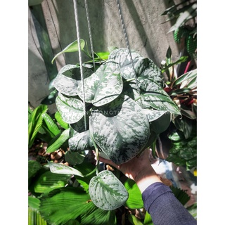 Cât trầu bà lụa nhỏ