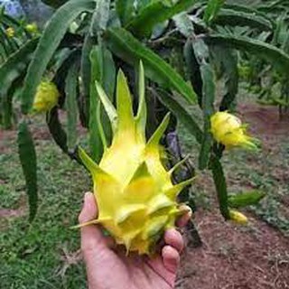Giống cây thanh long vỏ vàng
