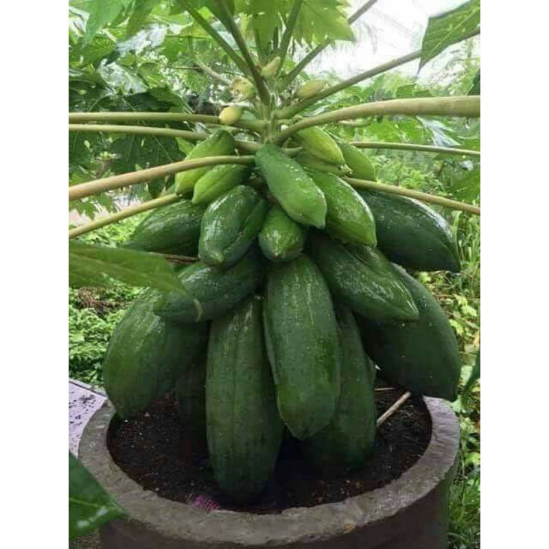 Cây giống Đu Đủ lùn