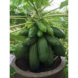 Cây giống Đu Đủ lùn (siêu trái)