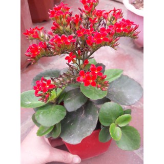 Cây hoa sống đời đơn