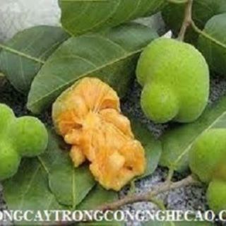 CÂY CHAY GIỐNG
