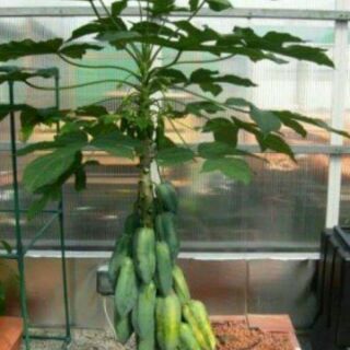 Đu đủ ruột đỏ