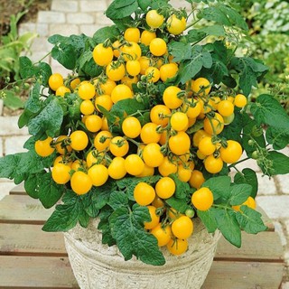 hạt giống cà chua bi vàng 50 hạt