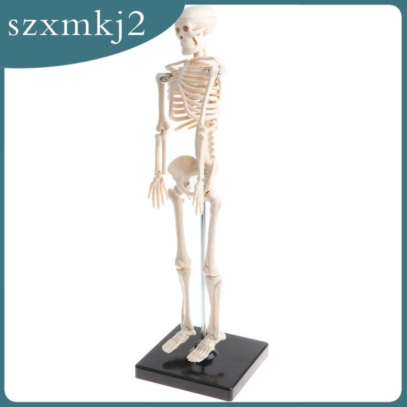 Mô Hình Xương Người Bằng PVC 42cm Zxmkj2