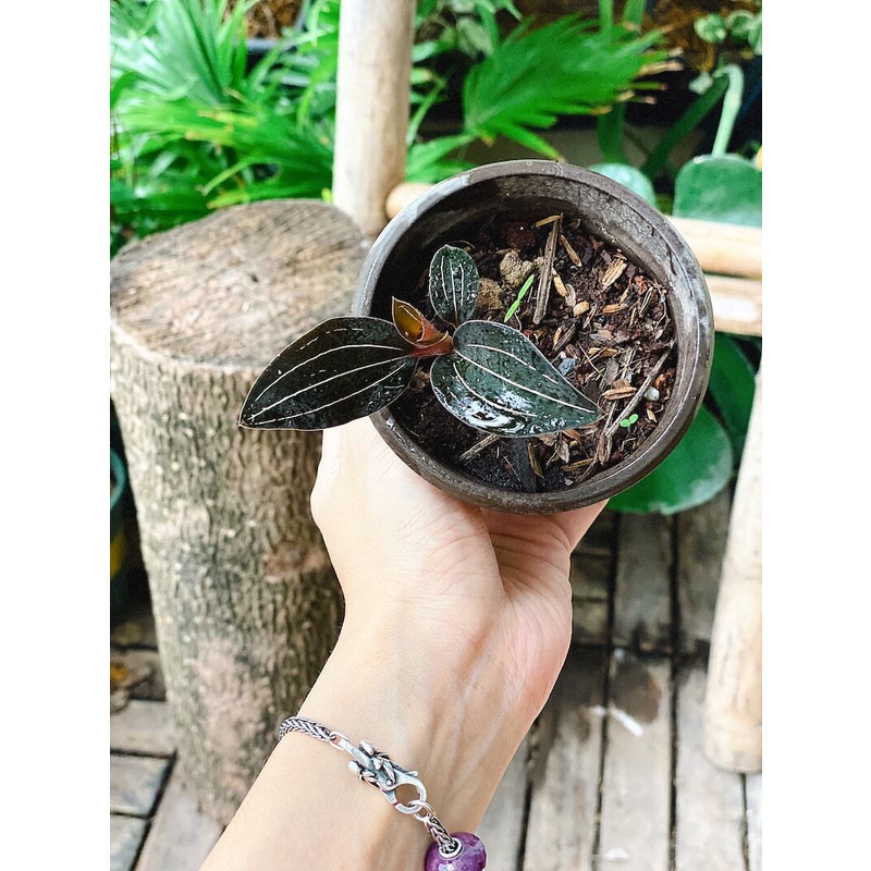 Cây Ludisia discolor Jewel Orchid (Lan Trang Sức) chậu nhựa 8cm