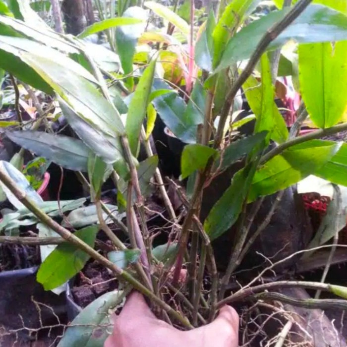 Cúp Lưu Niệm Dendrobium
