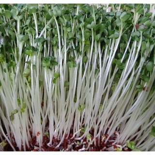 Hạt giống rau mầm củ cải trắng New Zealand 1kg