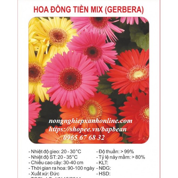 HOA ĐỒNG TIỀN MIX MÀU