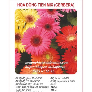 HOA ĐỒNG TIỀN MIX MÀU