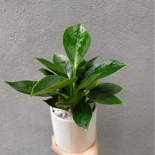 Cây trầu bà đế vương xanh chậu sứ