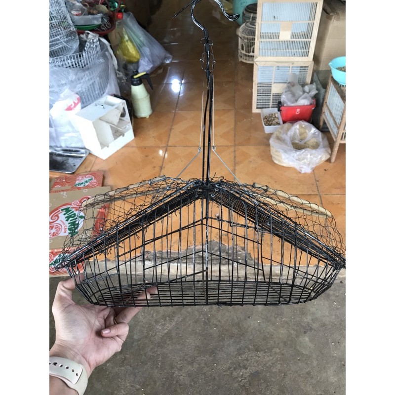 Lụp đen bẫy choè than, chào mào