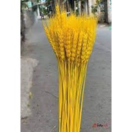 lúa mạnh vàng óng tự nhiên cắm bình hoa trang trí