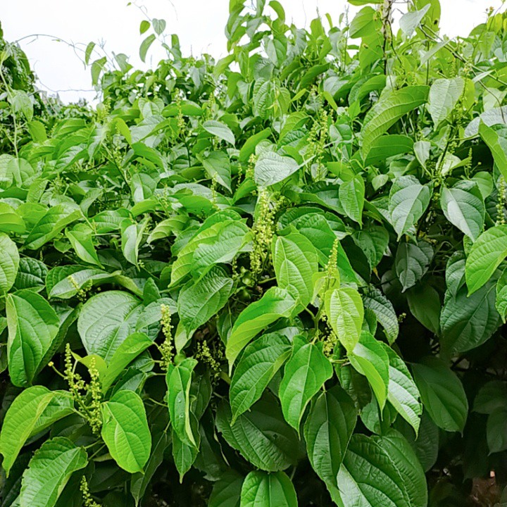 Hạt Sachi Đã Sấy Chín 500gr-  Vua Của Các Loại Hạt Dinh Dưỡng 100% Từ Thiên Nhiên | BigBuy360 - bigbuy360.vn