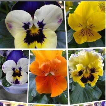 Shop 1K - 20h Hạt Giống Hoa Păng Xê Pansy Mix Màu (C5.304| B21*V74)
