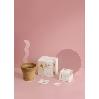 Kit trồng cây mini - ngàn sao | plant kit - sweet alyssump