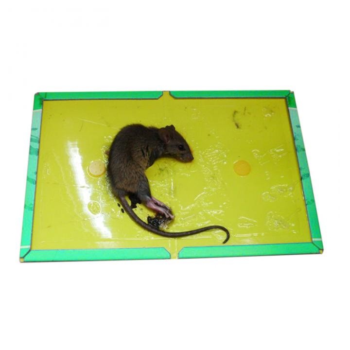 Keo bẫy chuột siêu dính TOMCAT huytuan3010