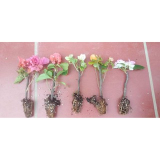 hoa giấy đổi màu