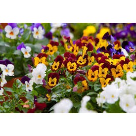 [Sài Gòn] Hạt Giống Hoa Cánh Bướm - Hoa păng xê hỗn hợp gói 0.5gr