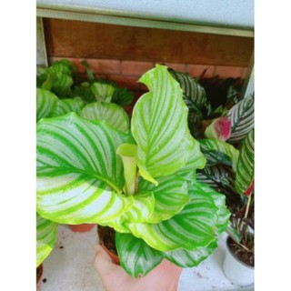Chậu đuôi công xanh