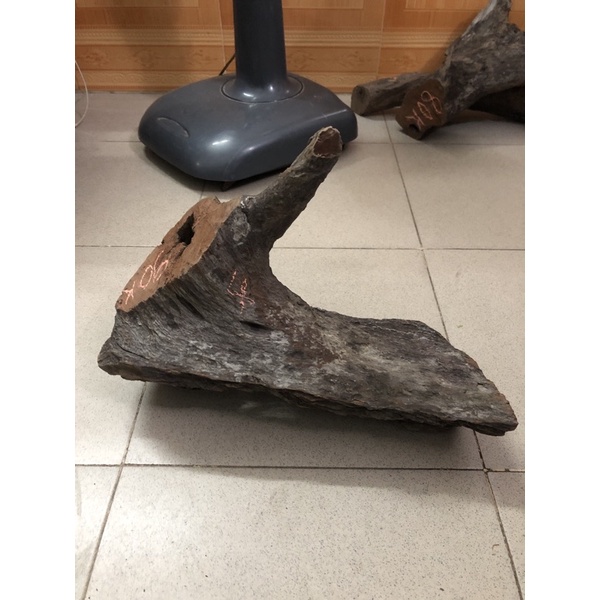 Lũa ghép lan Quảng Trị dài 40cm, rộng 20cm, cao 10cm