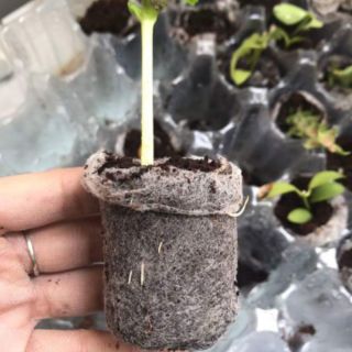 Thùng 1000 viên ươm xơ dừa