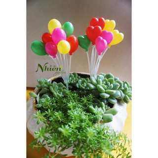 [Hình thật] CHÙM BÓNG BAY - Phụ kiện Terrarium Đà Lạt