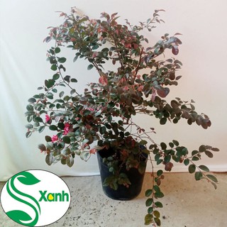Cây Hồng Phụng Lá Tím Hoa Đỏ