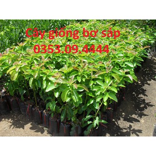 Cây Giống Bơ Sáp Chuẩn ĐH Nông Nghiệp 1