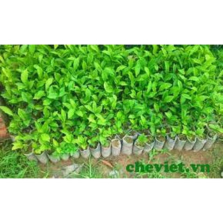 Cây chè giống Tân Cương