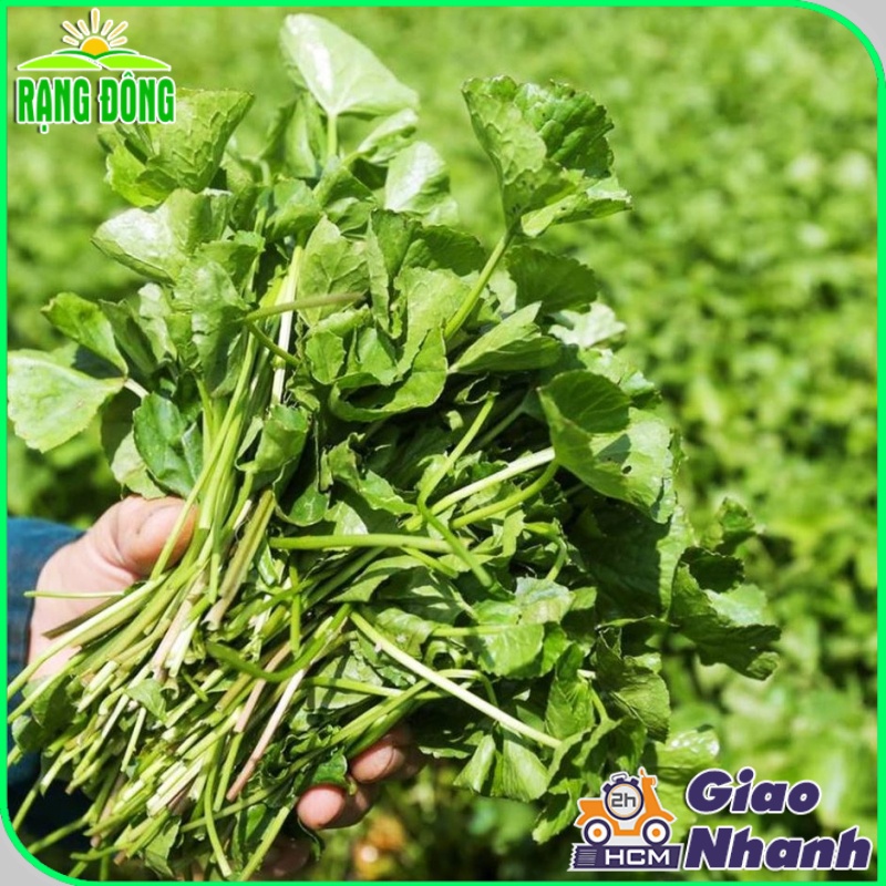 Hạt giống Rau Má Lá Lớn trồng quanh năm, năng suất cao - Hạt giống Rạng Đông