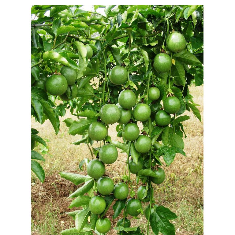 Hạt giống chanh dây vàng ngọt Kèm quà tặng và hướng dẫn