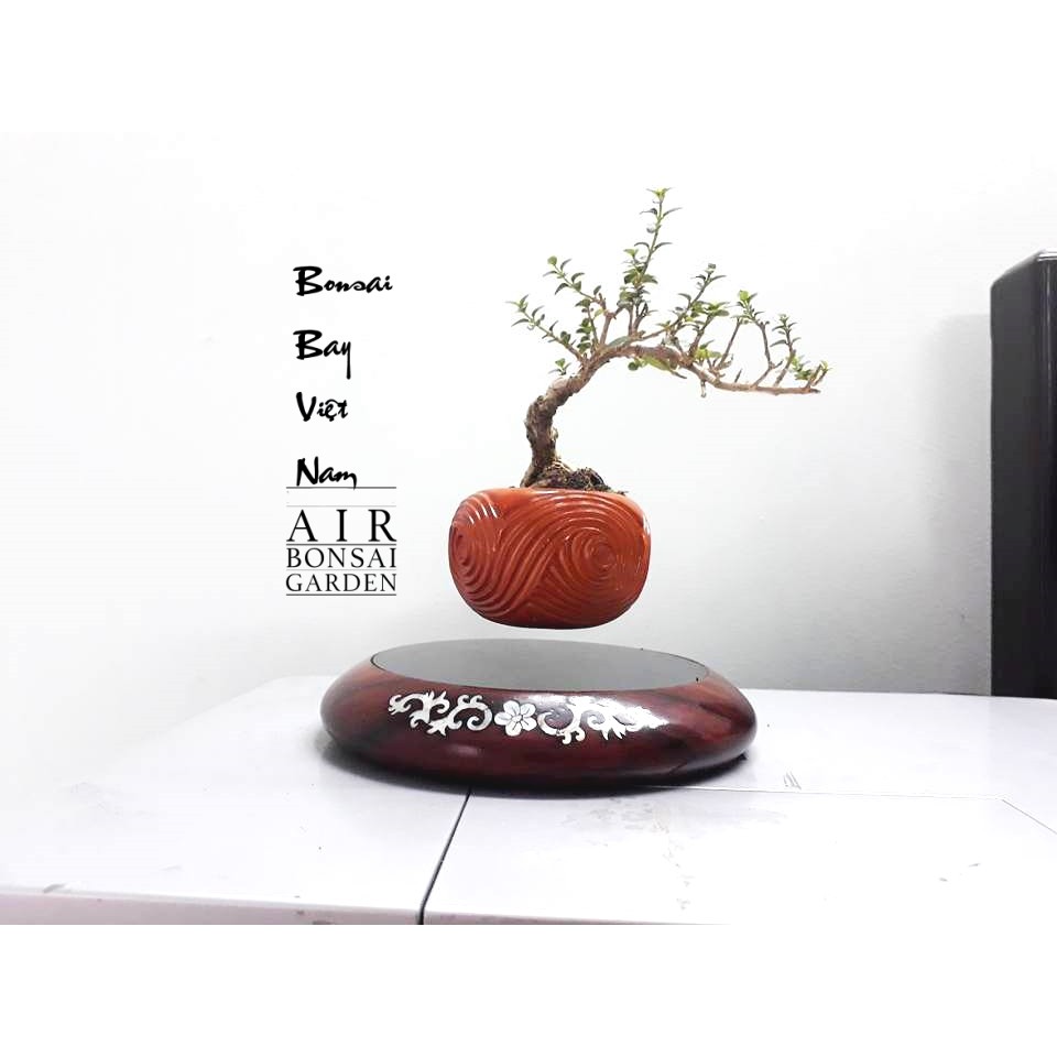 Bonsai bay - air bonsai sam hương