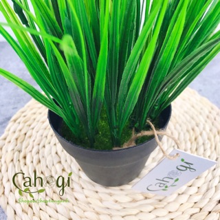 Cây giả- Chậu Cây Lúa Non Để Bàn