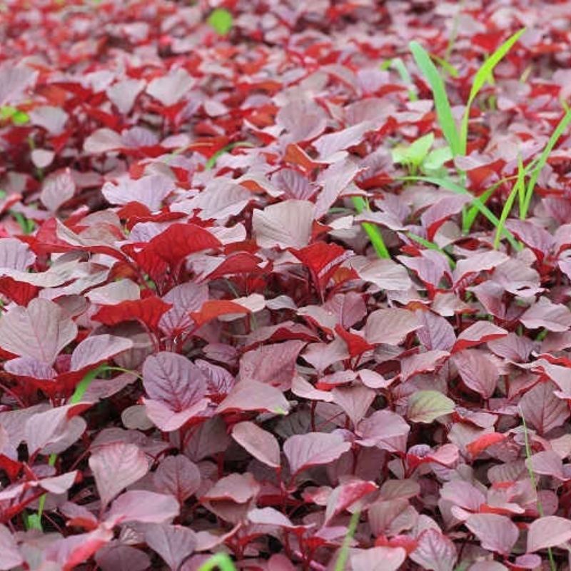 Hạt giống rau dền đỏ cao sản - rau củ quả trồng chậu, trồng vườn 20gr RADO 15
