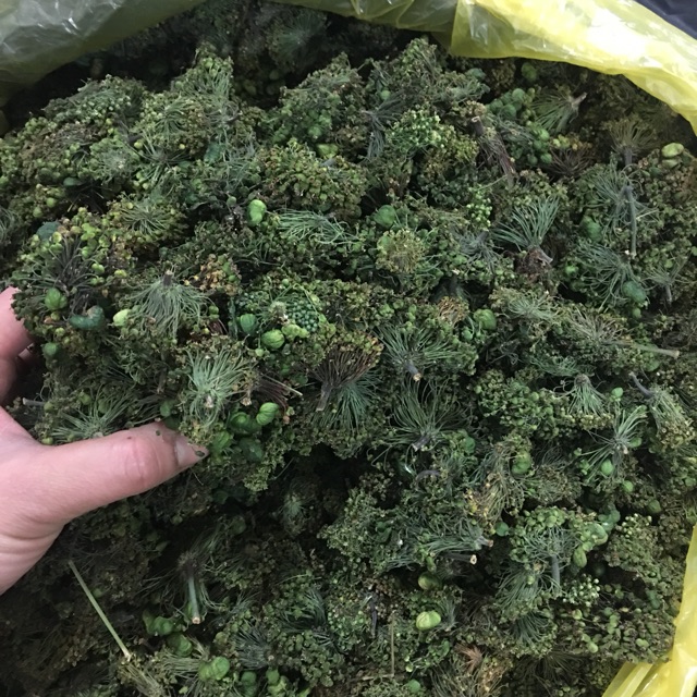 Hoa tam thất 500g