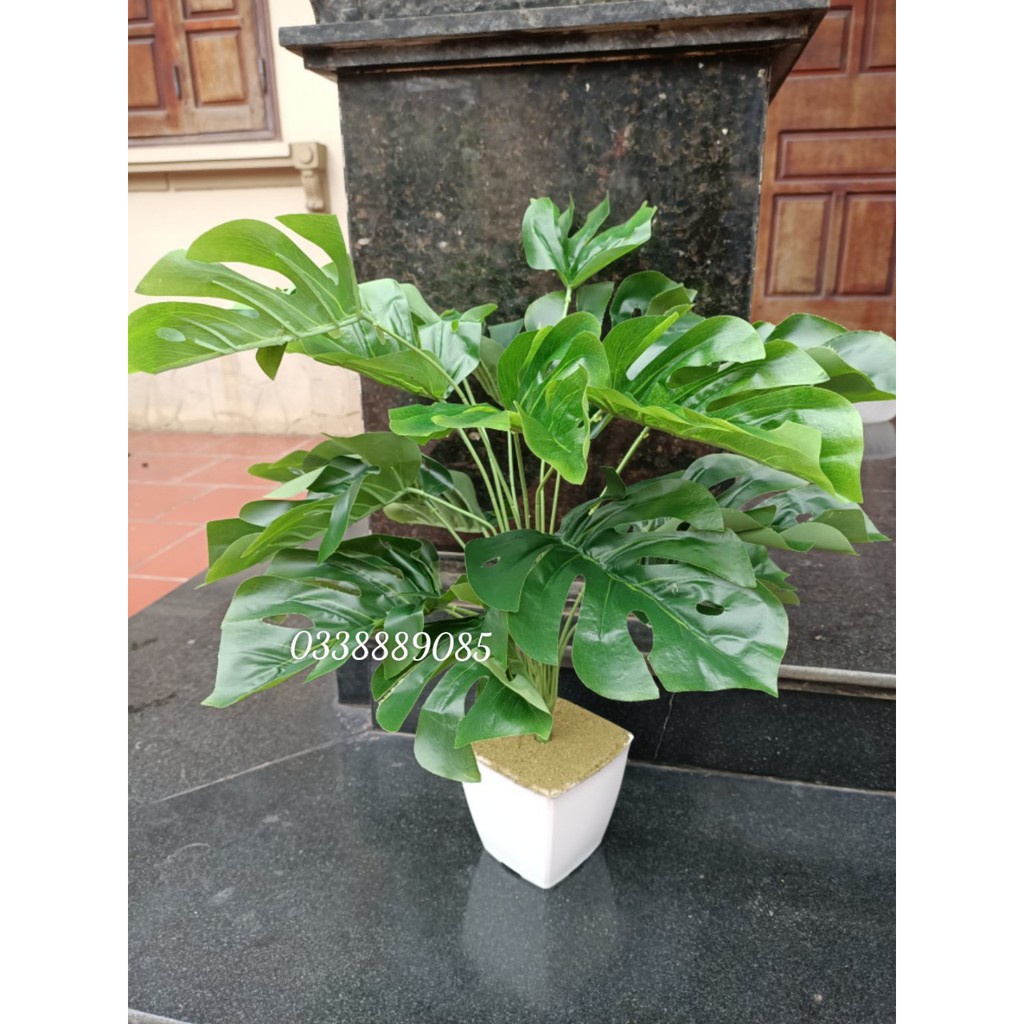 Cây giả - Cây trầu bà lá xẻ 18 lá trang trí văn phòng,decor nội thất