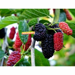 Cây dâu tằm ăn (cây giống chắc khỏe)