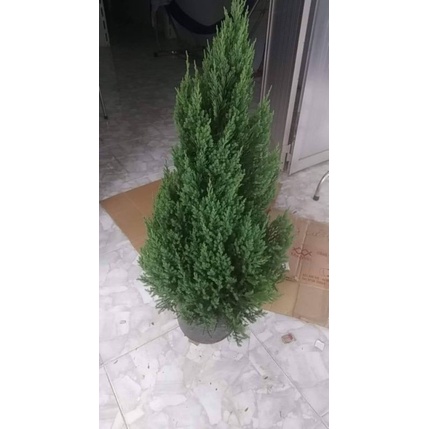 Cây Sơn Tùng  trang trí Noel giáng sinh