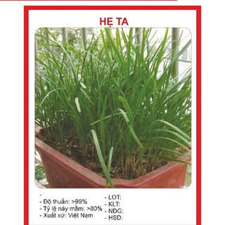 Hạt giống rau hẹ ta gói 5 gram xuất xứ Việt Nam