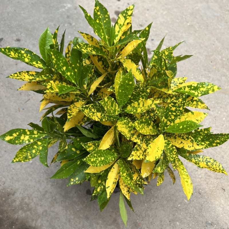 Cây cô tòng vàng anh cao 25-30cm, cây cảnh trồng ven tường, trang trí sân vườn và công viên