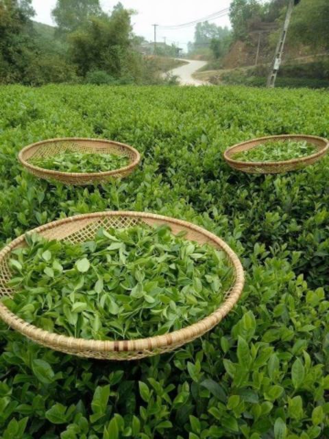Trà Ngọc Thiện Trang 250gr - 300gr - 400gr