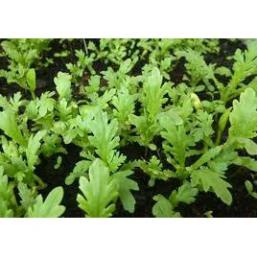 Hạt giống Cải Cúc 2500hạt ~20gram