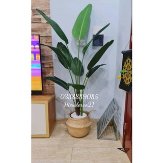 Cây giả - cây chuối Singapo 1,6m kèm chậu - Hàng cao cấp lá xanh lì không bóng