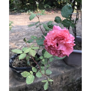 Cây hồng For Your Home rose