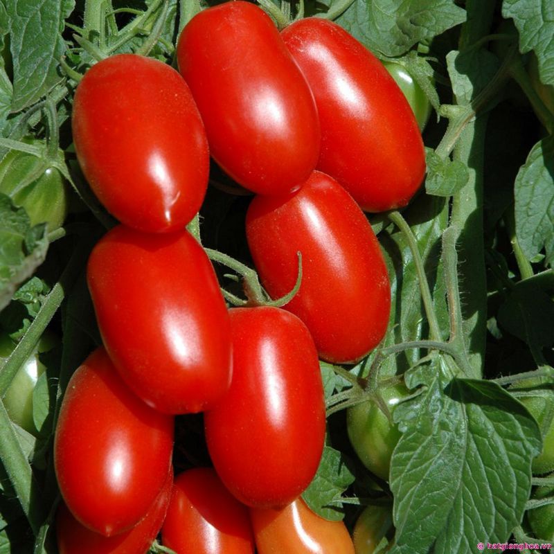 Hạt giống cà chua bi (10 hạt)