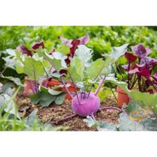 Hạt Giống Su Hào Tím - 30 Hạt