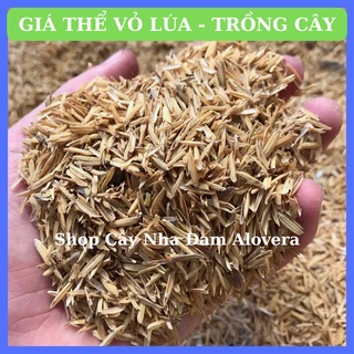 Vỏ Trấu- Vỏ Lúa Trồng Cây